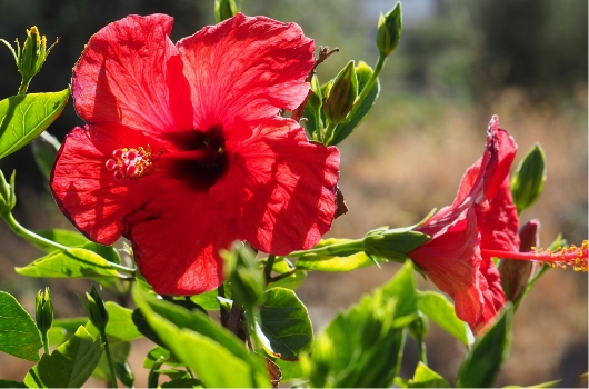 flora-autoctona-de-la-zona-de-costa-con-flor-roja